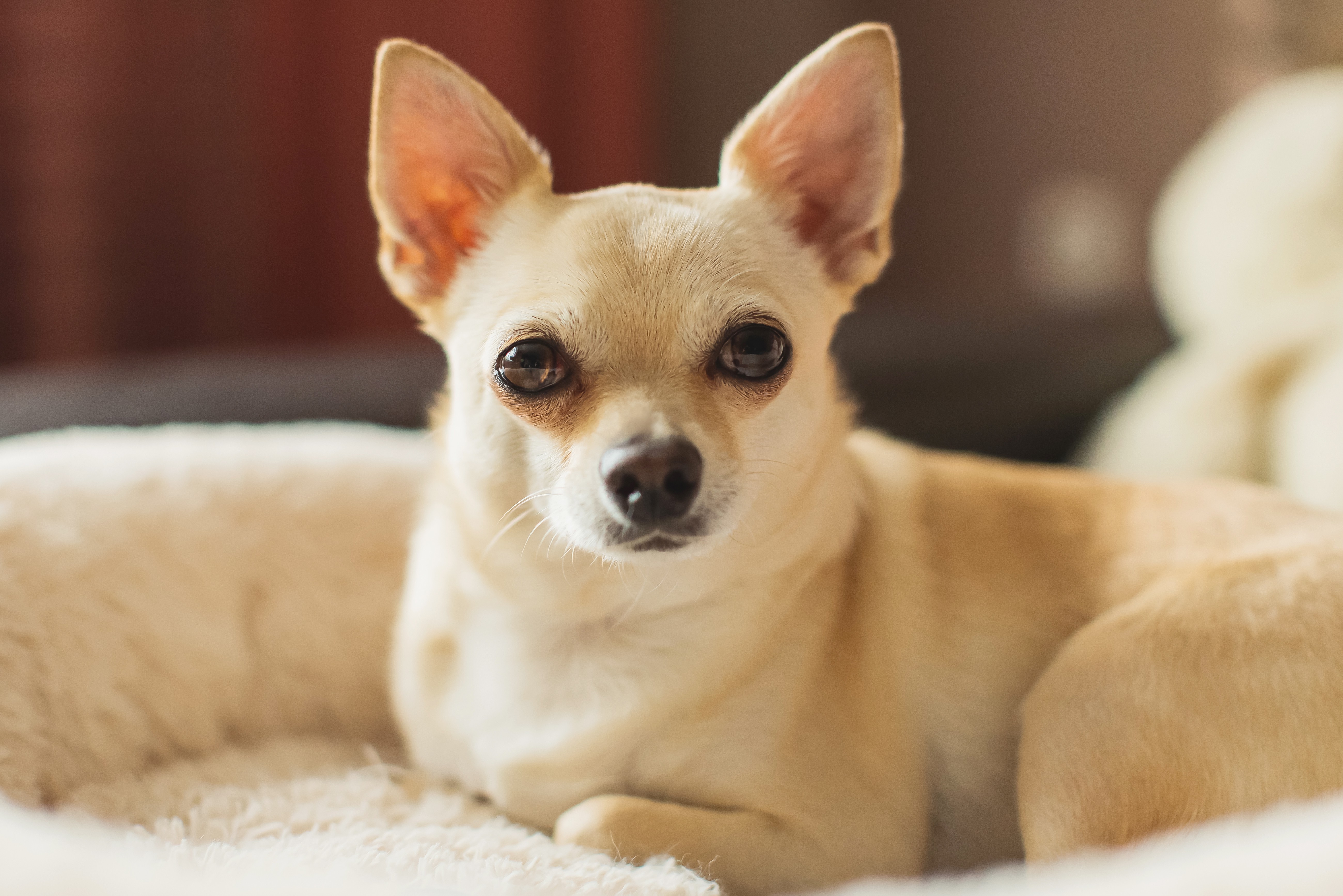 male_psy_krotkowlose_Chihuahua